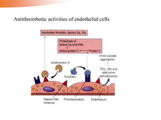 Antithrombotic activities of endothelial cells
 