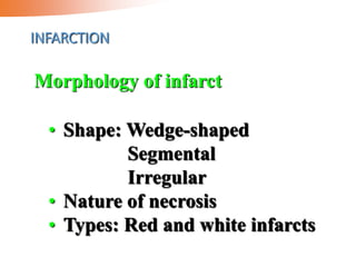 INFARCTION
• Shape: Wedge-shaped
Segmental
Irregular
• Nature of necrosis
• Types: Red and white infarcts
Morphology of infarct
 