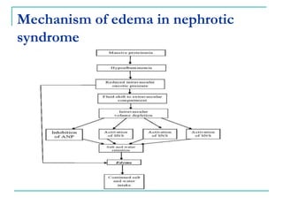 Mechanism of edema in nephrotic
syndrome
 