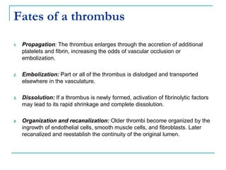 Fates of a thrombus
1. Propagation: The thrombus enlarges through the accretion of additional
platelets and fibrin, increasing the odds of vascular occlusion or
embolization.
2. Embolization: Part or all of the thrombus is dislodged and transported
elsewhere in the vasculature.
3. Dissolution: If a thrombus is newly formed, activation of fibrinolytic factors
may lead to its rapid shrinkage and complete dissolution.
4. Organization and recanalization: Older thrombi become organized by the
ingrowth of endothelial cells, smooth muscle cells, and fibroblasts. Later
recanalized and reestablish the continuity of the original lumen.
 
