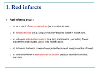 1. Red infarcts
 Red infarcts occur :
 a) as a result of venous occlusions (as in ovarian torsion)
 b) in loose tissues s (e.g. lung) which allow blood to collect in infarct zone.
 c) In tissues with dual circulations (e.g. lung and intestine), permitting flow of
blood from unobstructed vessel in to necrotic zone.
 d) In tissues that were previously congested because of sluggish outflow of blood.
 e) When blood flow is reestablished to a site of previous arterial occlusion &
necrosis.
 