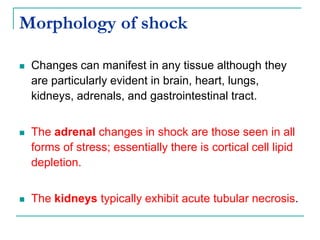 Morphology of shock
 Changes can manifest in any tissue although they
are particularly evident in brain, heart, lungs,
kidneys, adrenals, and gastrointestinal tract.
 The adrenal changes in shock are those seen in all
forms of stress; essentially there is cortical cell lipid
depletion.
 The kidneys typically exhibit acute tubular necrosis.
 