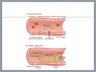 Comprehensive Overview of Hemostasis and Thrombosis Mechanisms and ...