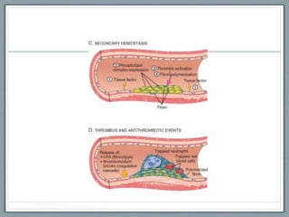 Comprehensive Overview of Hemostasis and Thrombosis Mechanisms and ...