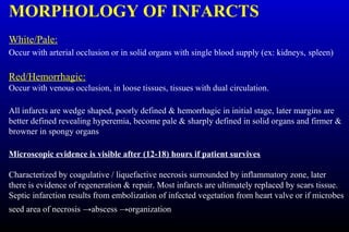 MORPHOLOGY OF INFARCTS
White/Pale:
Occur with arterial occlusion or in solid organs with single blood supply (ex: kidneys, spleen)
Red/Hemorrhagic:
Occur with venous occlusion, in loose tissues, tissues with dual circulation.
All infarcts are wedge shaped, poorly defined & hemorrhagic in initial stage, later margins are
better defined revealing hyperemia, become pale & sharply defined in solid organs and firmer &
browner in spongy organs
Microscopic evidence is visible after (12-18) hours if patient survives
Characterized by coagulative / liquefactive necrosis surrounded by inflammatory zone, later
there is evidence of regeneration & repair. Most infarcts are ultimately replaced by scars tissue.
Septic infarction results from embolization of infected vegetation from heart valve or if microbes
seed area of necrosis →abscess →organization
 