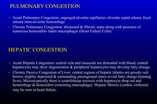 PULMONARY CONGESTION
– Acute Pulmonary Congestion: engorged alveolar capillaries, alveolar septal edema, focal
minute intra-alveolar hemorrhage
– Chronic Pulmonary Congestion: thickened & fibrotic septa along with presence of
numerous hemosidrin–laden macrophages (Heart Failure Cells)
HEPATIC CONGESTION
– Acute Hepatic Congestion: central vein and sinusoids are distended with blood, central
hepatocytes may show degeneration & peripheral hepatocytes may develop fatty change
– Chronic Passive Congestion of Liver: central regions of hepatic lobules are grossly red-
brown, slightly depressed & surrounding uncongested zones reveal fatty change (nutmeg
liver). Microscopically there is centrilobular necrosis with hepatocyte drop out and
hemorrhage & hemosidrin containing macrophages. Hepatic fibrosis (cardiac cirrhosis)
may be seen in heart failure.
 