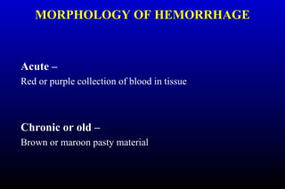 MORPHOLOGY OF HEMORRHAGE
Acute –
Red or purple collection of blood in tissue
Chronic or old –
Brown or maroon pasty material
 