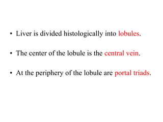 • Liver is divided histologically into lobules.
• The center of the lobule is the central vein.
• At the periphery of the lobule are portal triads.

 