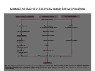 Mechanisms involved in oedema by sodium and water retention
 
