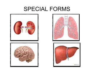 SPECIAL FORMS
 