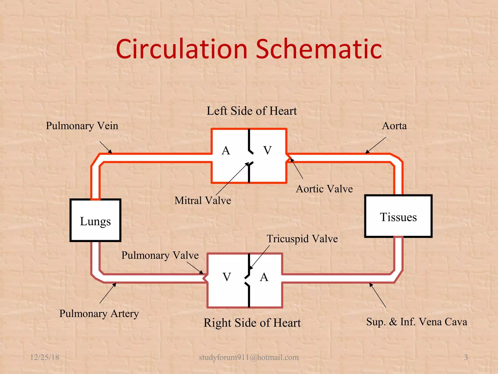 Circulation Schematic
 
Lungs Tissues
Left Side of Heart
Right Side of Heart
A V
V A
Pulmonary Vein
Pulmonary Artery
Aorta
Sup. & Inf. Vena Cava
Mitral Valve
Pulmonary Valve
Aortic Valve
Tricuspid Valve
12/25/18 studyforum911@hotmail.com 3
 