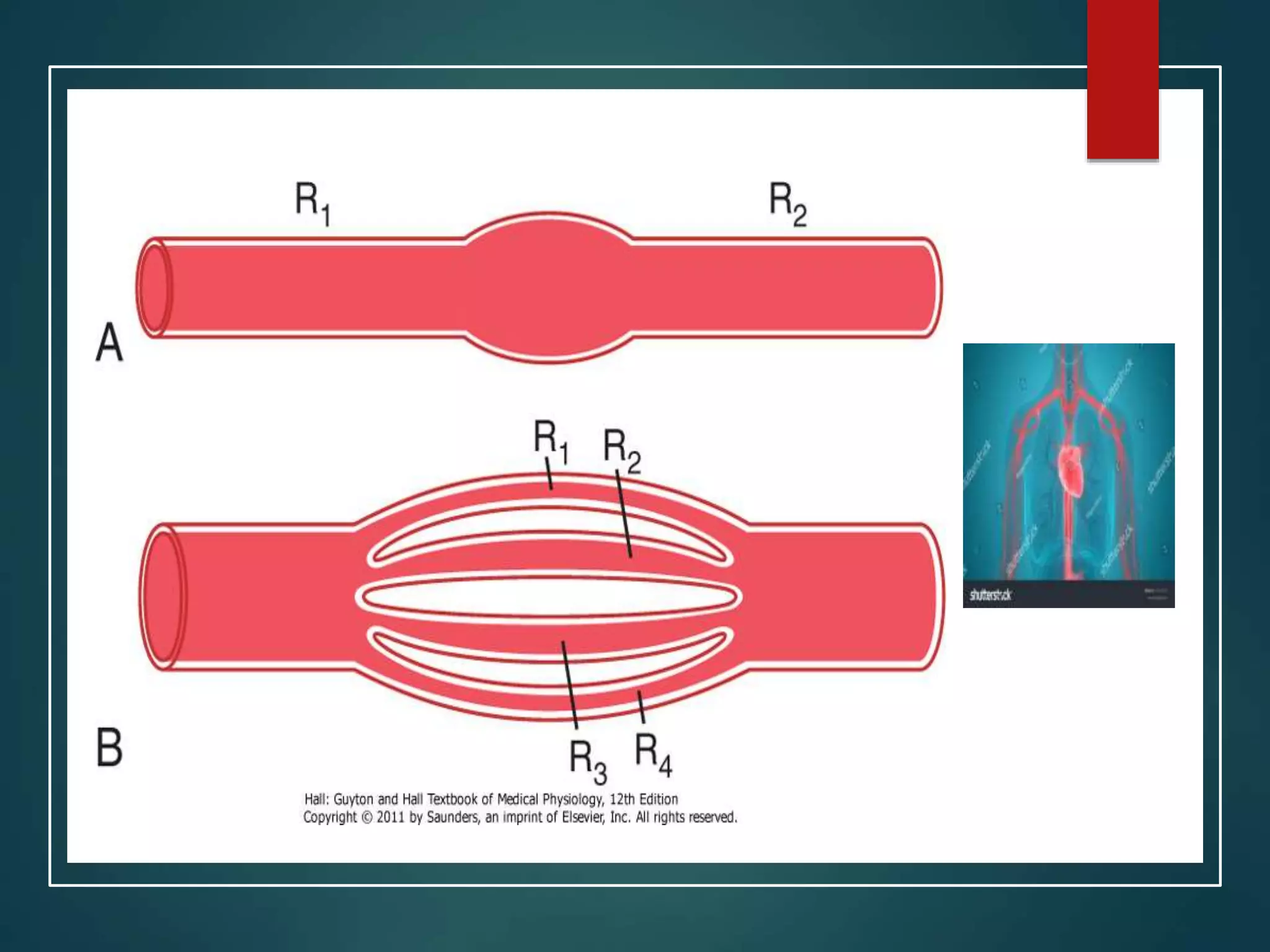 Hemodynamics over view of circulation | PPT