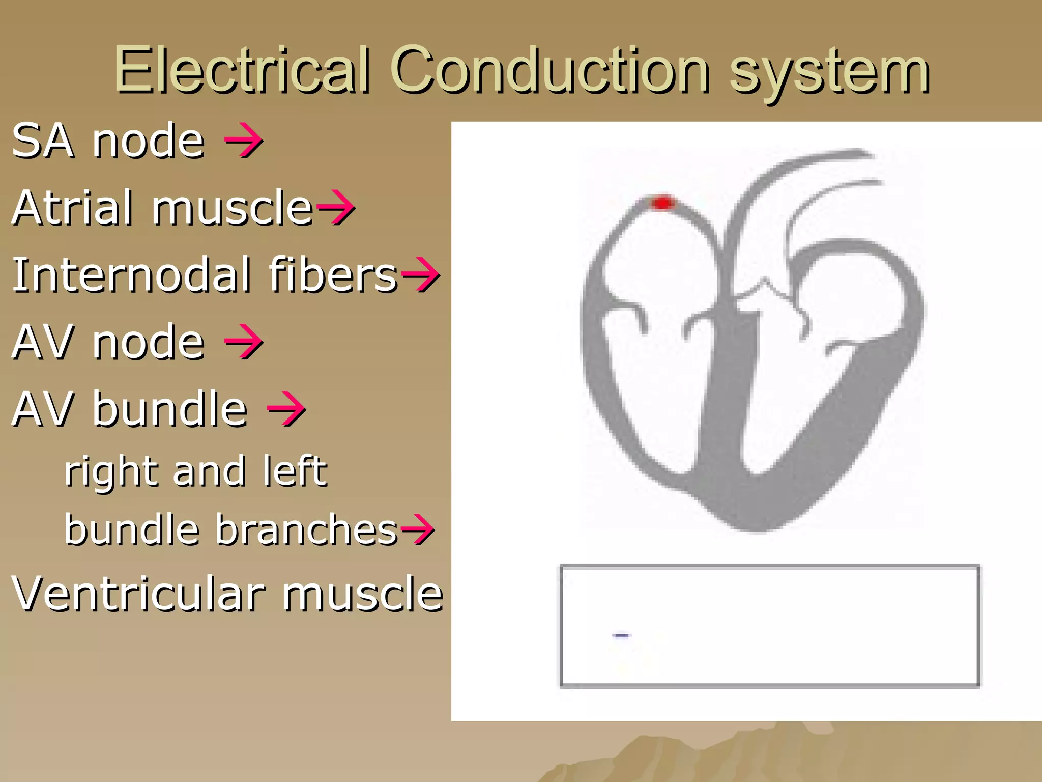 Electrical Conduction system SA node     Atrial muscle  Internodal fibers    AV node   AV bundle     right and left bundle branches  Ventricular muscle 
