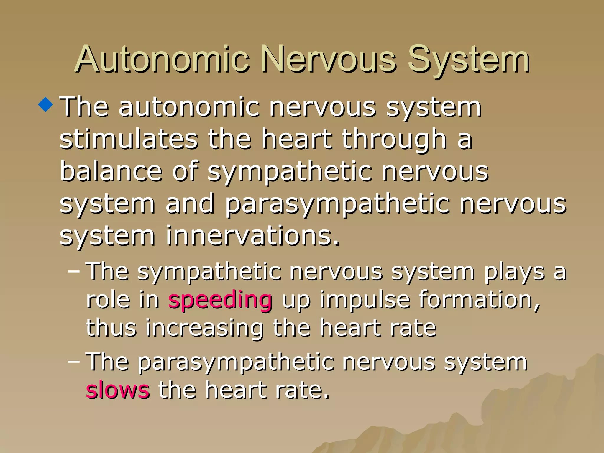 Autonomic Nervous System The autonomic nervous system stimulates the heart through a balance of sympathetic nervous system and parasympathetic nervous system innervations. The sympathetic nervous system plays a role in  speeding  up impulse formation, thus increasing the heart rate The parasympathetic nervous system  slows  the heart rate.  