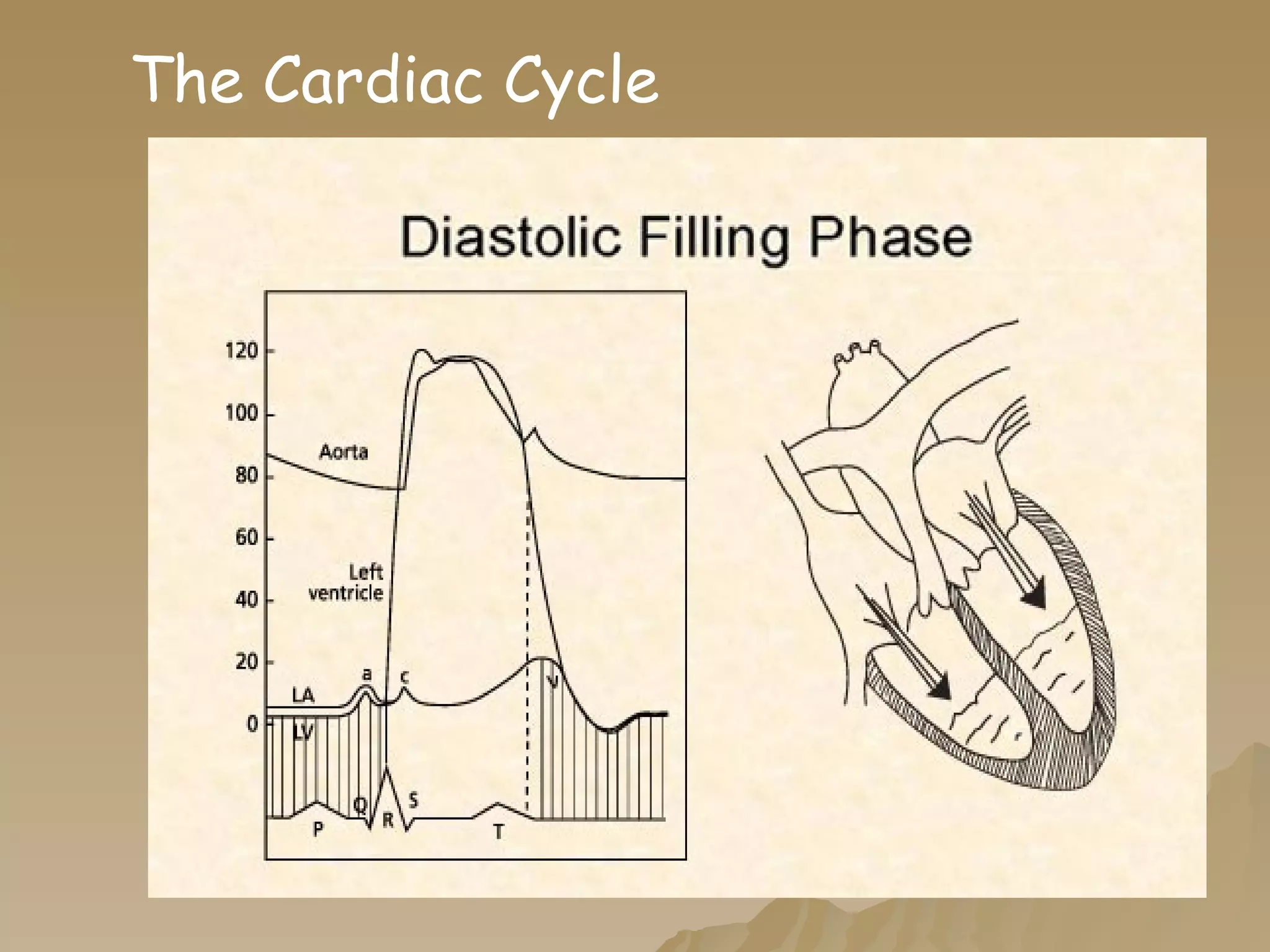The Cardiac Cycle 