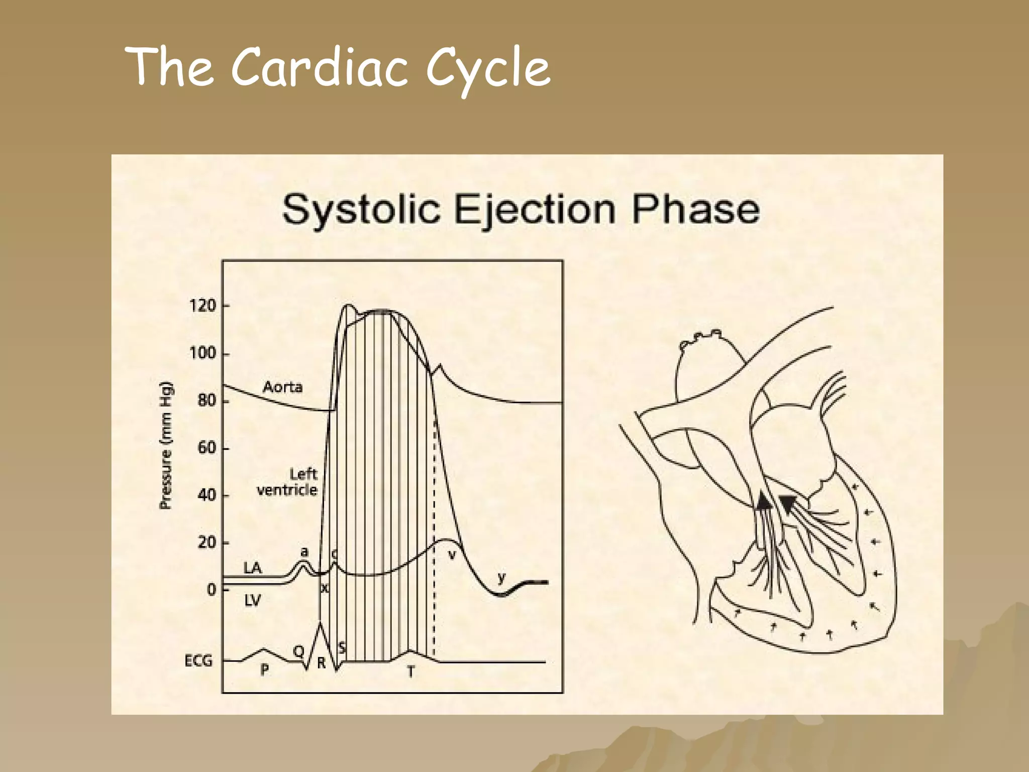 The Cardiac Cycle 