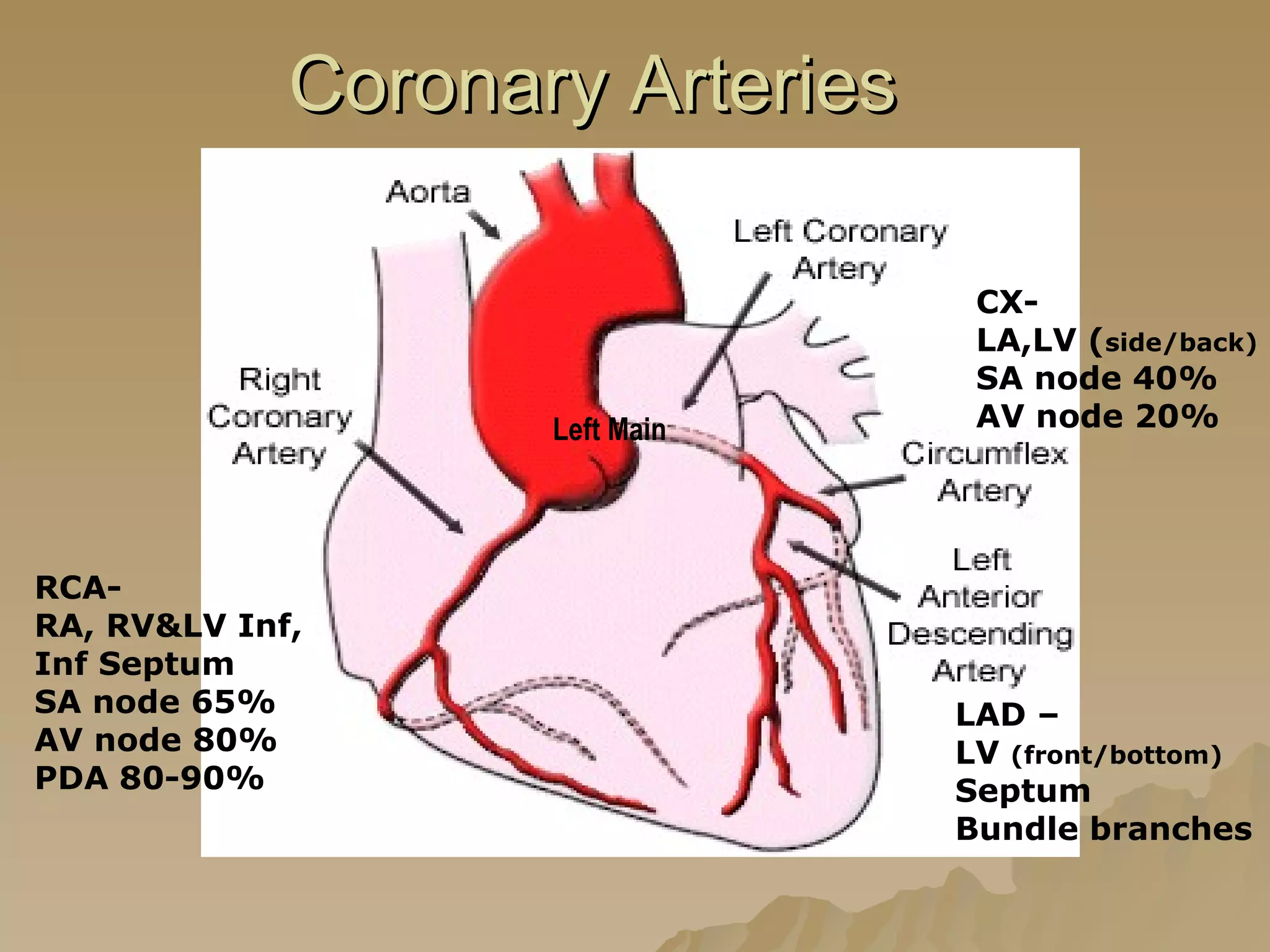 Coronary Arteries RCA- RA, RV&LV Inf, Inf Septum SA node 65% AV node 80% PDA 80-90% CX- LA,LV ( side/back) SA node 40% AV node 20% LAD – LV  (front/bottom) Septum Bundle branches Left Main 