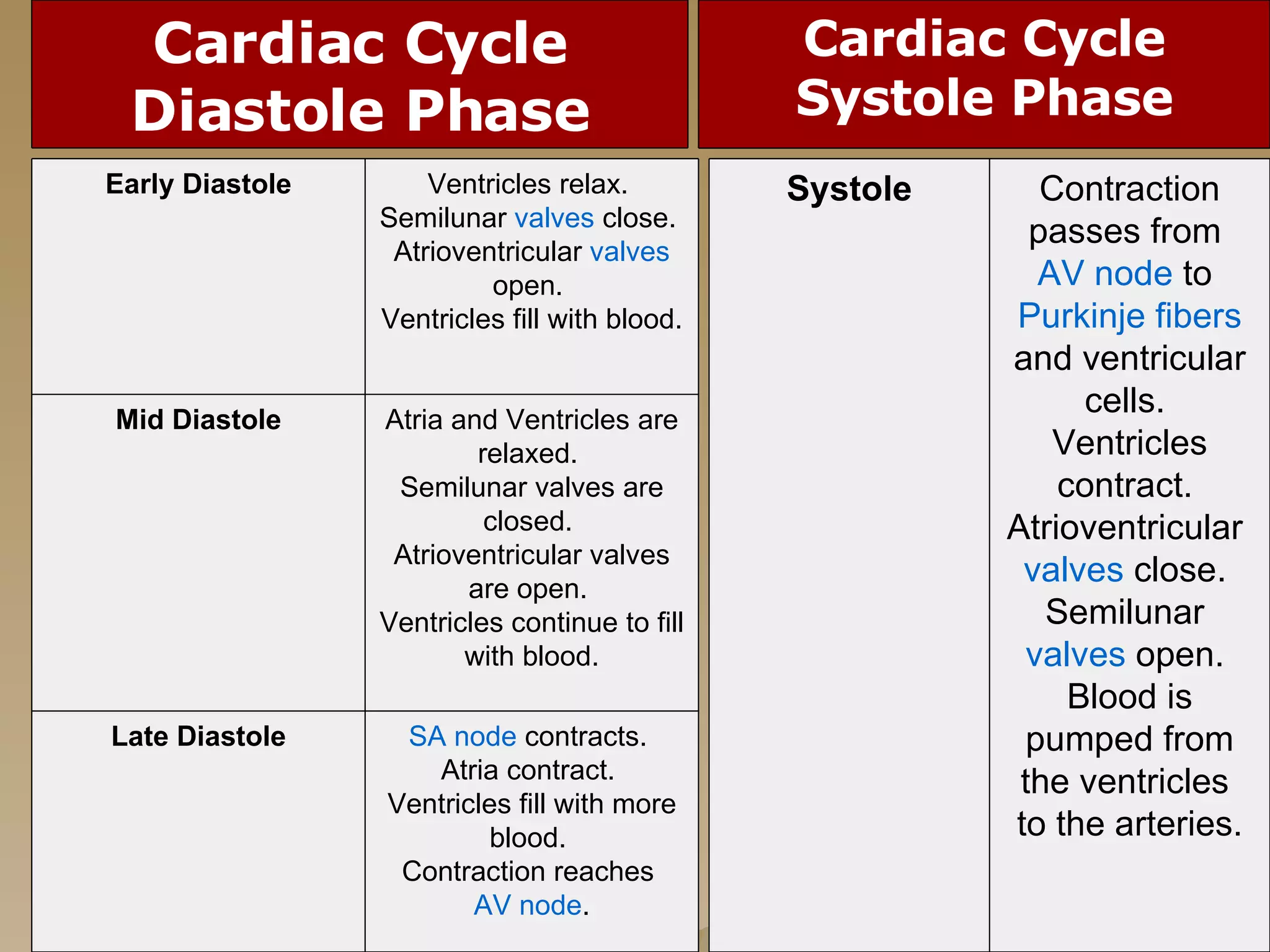 Cardiac Cycle Diastole Phase SA node  contracts.  Atria contract.  Ventricles fill with more blood.  Contraction reaches  AV node . Late Diastole Atria and Ventricles are relaxed.  Semilunar valves are closed.  Atrioventricular valves are open.  Ventricles continue to fill with blood. Mid Diastole Ventricles relax.  Semilunar  valves  close.  Atrioventricular  valves  open.  Ventricles fill with blood. Early Diastole Cardiac Cycle Systole Phase Contraction passes from  AV node  to  Purkinje fibers  and ventricular cells.  Ventricles contract.  Atrioventricular  valves  close.  Semilunar  valves  open.  Blood is pumped from the ventricles  to the arteries. Systole 