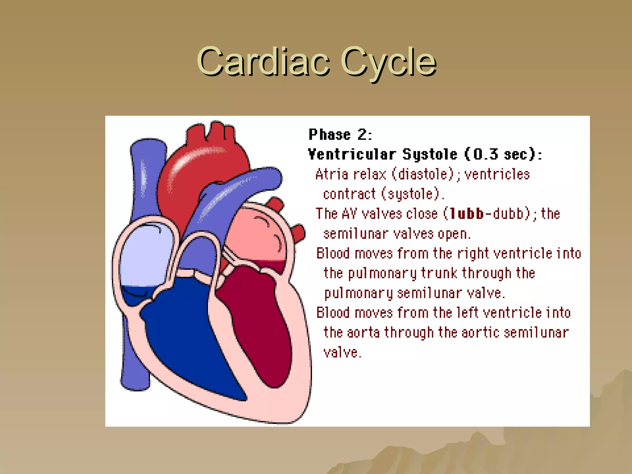 Cardiac Cycle 