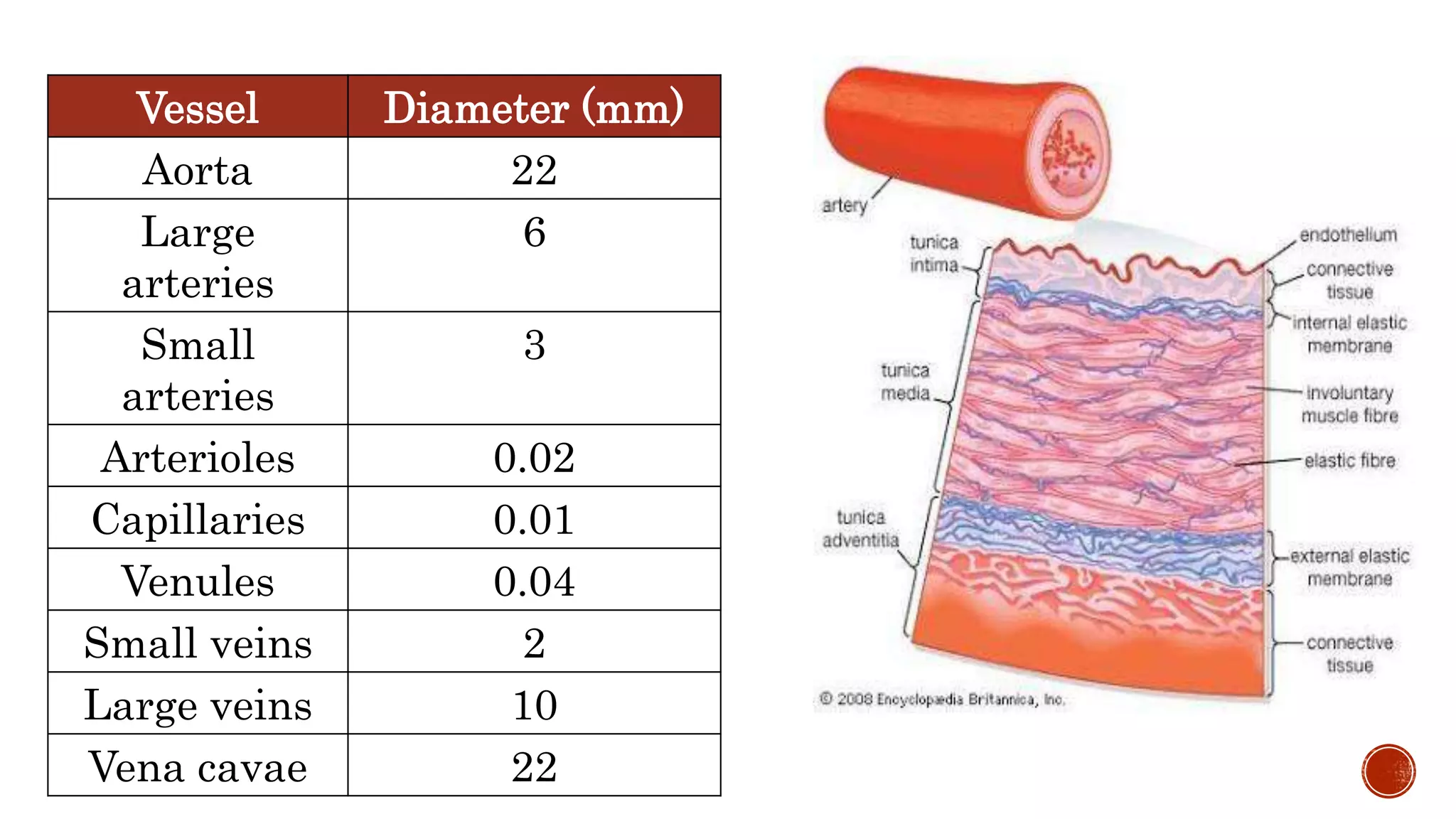 Vessel Diameter (mm)
Aorta 22
Large
arteries
6
Small
arteries
3
Arterioles 0.02
Capillaries 0.01
Venules 0.04
Small veins 2
Large veins 10
Vena cavae 22
 