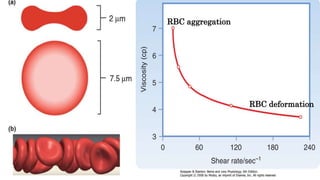 Hemodynamics 202 | PPTX