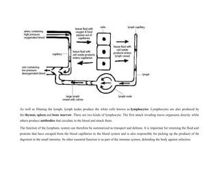 As well as filtering the lymph, lymph nodes produce the white cells known as lymphocytes. Lymphocytes are also produced by
the thymus, spleen and bone marrow. There are two kinds of lymphocyte. The first attach invading micro organisms directly while
others produce antibodies that circulate in the blood and attack them.
The function of the lymphatic system can therefore be summarized as transport and defense. It is important for returning the fluid and
proteins that have escaped from the blood capillaries to the blood system and is also responsible for picking up the products of fat
digestion in the small intestine. Its other essential function is as part of the immune system, defending the body against infection.
 
