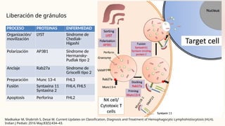 Liberación de gránulos
Madkaikar M, Shabrish S, Desai M. Current Updates on Classification, Diagnosis and Treatment of Hemophagocytic Lymphohistiocytosis (HLH).
Indian J Pediatr. 2016 May;83(5):434–43.
PROCESO PROTEINAS ENFERMEDAD
Organización/
movilización
LYST Síndrome de
Chediak-
Higashi
Polarización AP3B1 Síndrome de
Hermansky-
Pudlak tipo 2
Anclaje Rab27a Síndrome de
Griscelli tipo 2
Preparación Munc 13-4 FHL3
Fusión Syntaxina 11
Syntaxina 2
FHL4, FHL5
Apoptosis Perforina FHL2
 