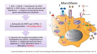 Macrófago
3. Captación del complejo hemoglobina (Hb)-
heptaglobina por CD163 → Degradación en
lisosoma → catálisis del hemo por hemo
oxigenasa-1 → CO2, biliverdina, hierro →
Bilirrubina, Ferritina
2. Activación de STAT1 por el IFNy →
Macropinocitosis → Hemofagocitosis
1. IFNγ → IFNGR → Fosforilación de STAT1
(JAK1/2) → STAT1 dimer → sitio de activación del
interferón γ → mejora la transcripción de los
genes estimulados por interferón
Crayne CB, Albeituni S, Nichols KE, Cron RQ. The Immunology of Macrophage Activation Syndrome. Front Immunol. 2019 Feb 1;10:119.
1
2
3
 