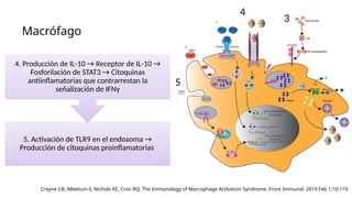 Macrófago
5. Activación de TLR9 en el endosoma →
Producción de citoquinas proinflamatorias
4. Producción de IL-10 → Receptor de IL-10 →
Fosforilación de STAT3 → Citoquinas
antiinflamatorias que contrarrestan la
señalización de IFNγ
Crayne CB, Albeituni S, Nichols KE, Cron RQ. The Immunology of Macrophage Activation Syndrome. Front Immunol. 2019 Feb 1;10:119.
4
3
5
 