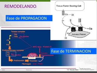 REMODELANDO:Fase de PROPAGACIONFase de TERMINACION