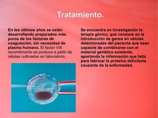 Tratamiento.
En los últimos años se están          Se encuentra en investigación la
desarrollando preparados más          terapia génica, que consiste en la
puros de los factores de              introducción de genes en células
coagulación, sin necesidad de         determinadas del paciente que sean
plasma humano. El factor VIII         capaces de combinarse con el
recombinante se produce a partir de   material genético existente,
células cultivadas en laboratorio.    aportando la información que falta
                                      para fabricar la proteína deficitaria
                                      causante de la enfermedad.
 