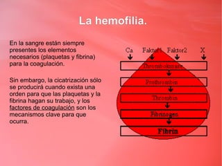 La hemofilia.
En la sangre están siempre
presentes los elementos
necesarios (plaquetas y fibrina)
para la coagulación.

Sin embargo, la cicatrización sólo
se producirá cuando exista una
orden para que las plaquetas y la
fibrina hagan su trabajo, y los
factores de coagulación son los
mecanismos clave para que
ocurra.
 