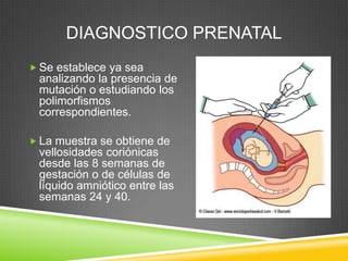 DIAGNOSTICO PRENATAL
 Se establece ya sea
analizando la presencia de
mutación o estudiando los
polimorfismos
correspondientes.
 La muestra se obtiene de
vellosidades coriónicas
desde las 8 semanas de
gestación o de células de
líquido amniótico entre las
semanas 24 y 40.
 