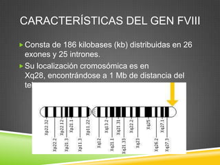 CARACTERÍSTICAS DEL GEN FVIII
Consta de 186 kilobases (kb) distribuidas en 26
exones y 25 intrones.
Su localización cromosómica es en
Xq28, encontrándose a 1 Mb de distancia del
telomero.
 