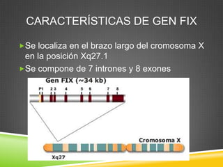 CARACTERÍSTICAS DE GEN FIX
Se localiza en el brazo largo del cromosoma X
en la posición Xq27.1
Se compone de 7 intrones y 8 exones
 