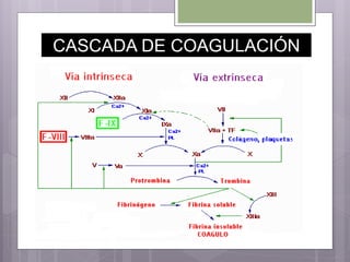 CASCADA DE COAGULACIÓN
 