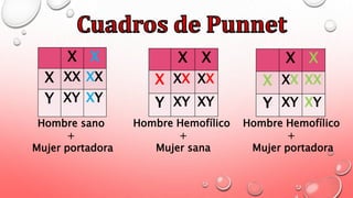 X X
X XX XX
Y XY XY
X X
X XX XX
Y XY XY
X X
X XX XX
Y XY XY
Hombre sano
+
Mujer portadora
Hombre Hemofílico
+
Mujer sana
Hombre Hemofílico
+
Mujer portadora
 