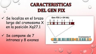  Se localiza en el brazo
largo del cromosoma X
en la posición Xq27.1
 Se compone de 7
intrones y 8 exones
 