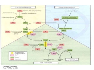Cascata de Coagulação
Fonte: PINTO et al., 2001
 