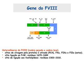 C2 C1
A1
PCA Xa IXa
336
IIa Xa
372
PCA
562
IIa PCA
740
A2
A3
B
IIa Xa
1689
2332 - 2303
fosfolipídeos
2018 - 2009
PCA
1684 - 1670
FvW
Heterodímeros do FVIII (cadeia pesada e cadeia leve).
• sítios de clivagem pela proteína C ativada (PCA), FXa, FIXa e FIIa (setas).
• sítio ligação ao FvW: resíduos 1670-1684
• sítio de ligação aos fosfolipídeos: resíduos 2303-2332.
Gene do FVIII
 