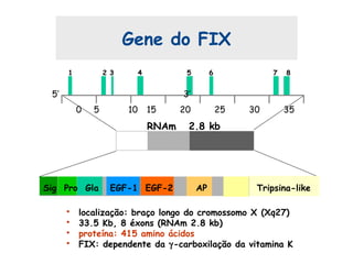 Gene do FIX
• localização: braço longo do cromossomo X (Xq27)
• 33.5 Kb, 8 éxons (RNAm 2.8 kb)
• proteína: 415 amino ácidos
• FIX: dependente da γ-carboxilação da vitamina K
0 5 10 15 20 25 30 35
5’ 3’
RNAm 2.8 kb
Sig Pro Gla EGF-1 EGF-2 AP Tripsina-like
1 2 3 4 5 6 7 8
 