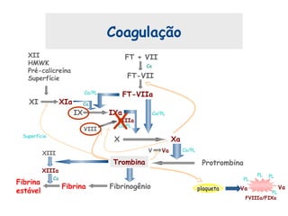 Coagulação
FT + VII
FT-VII
FT-VIIa
Ca/PL
Ca
Fibrina
Fibrina
estável
XIII
XIIIa
Ca
X Xa
ProtrombinaTrombina
Fibrinogênio
V Va Ca/PL
Superfície
VIIIa
IX IXa
Ca/PL
Ca/PL
VIII
XI XIa Ca
XII
HMWK
Pré-calicreína
Superfície
plaqueta
FVIIIa/FIXa
PL
Va
PL
PL PL
Va
X
 