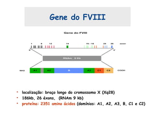A1
Gene do FVIII
RNAm 9 Kb
A2 B A3 C1 C2
5’ 3’
1 8 12 14 16 - 18 24 26 exon
NH2 COOH
Gene do FVIII
• localização: braço longo do cromossomo X (Xq28)
• 186kb, 26 éxons, (RNAm 9 kb)
• proteína: 2351 amino ácidos (domínios: A1, A2, A3, B, C1 e C2)
 