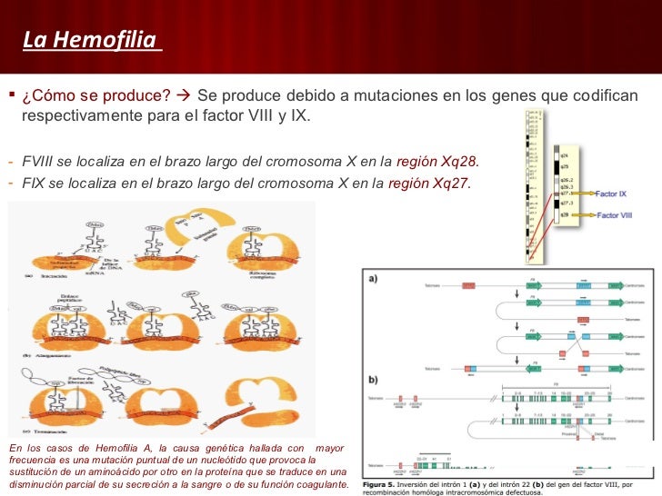 Diferencia Entre Hemofilia Y Enfermedad De Von Willebrand