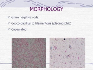 Hemofilus+bordetela+gardnerela | PPT