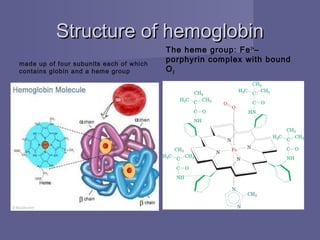 Structure of hemoglobinStructure of hemoglobin
made up of four subunits each of which
contains globin and a heme group
The heme group: Fe2+
–
porphyrin complex with bound
O2
 
