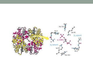 Chemistry and function of Hemoglobin | PPTX