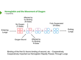 Hemoglobin.pptx