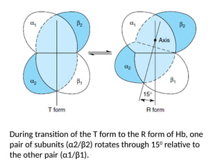 Hemoglobin T R Hemoglobin and the Red blood cell structure | PPTX