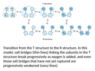 T Structure Hemoglobin and the Red blood cell structure | PPTX